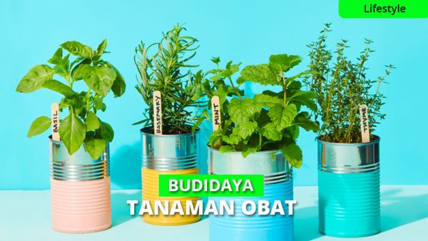 Cara Jitu Budidaya Tanaman Obat Di Rumah