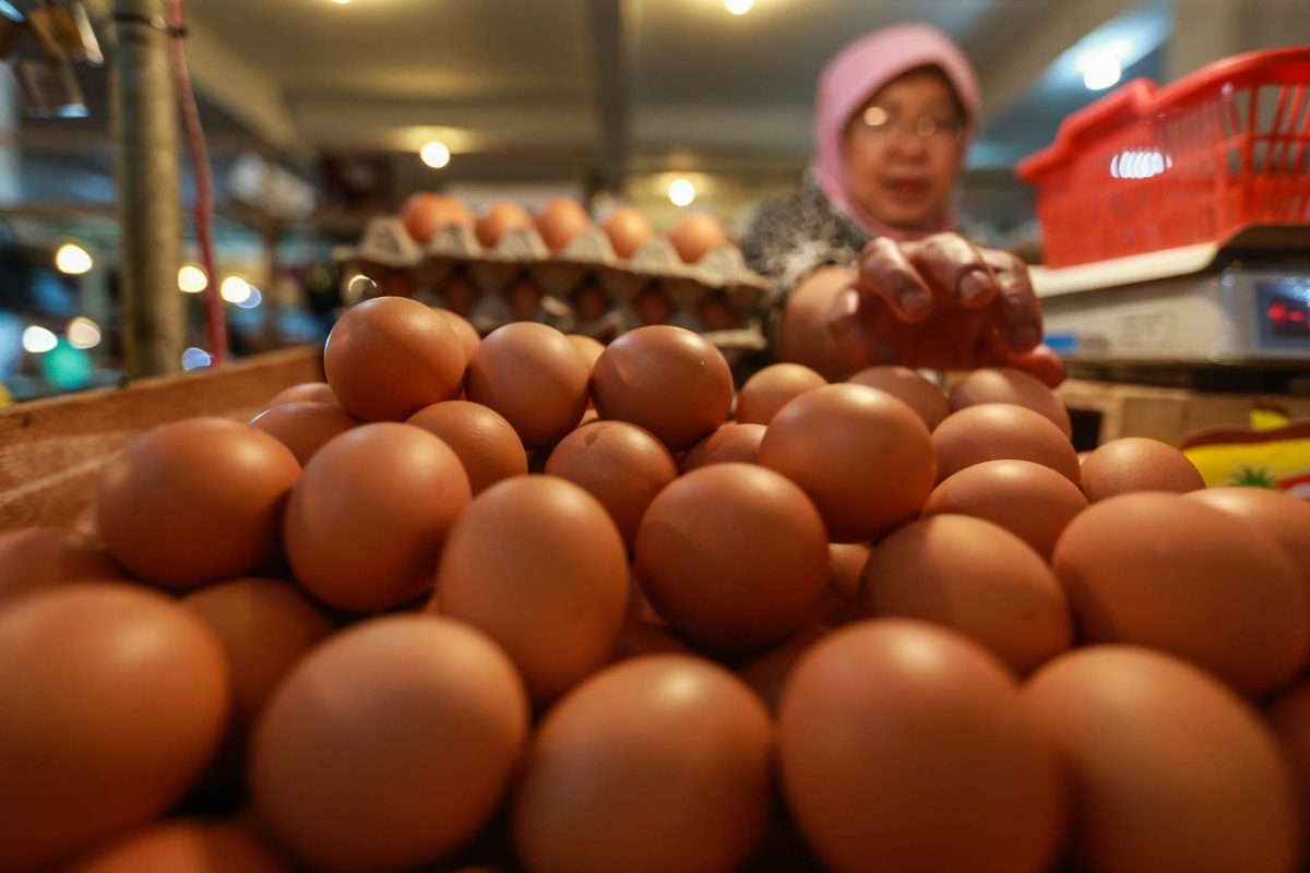 Tips Memulai Bisnis Telur Ayam Dengan Modal Kecil
