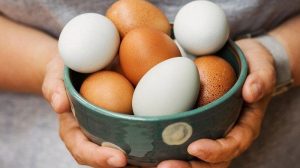 Telur Ayam Infertil