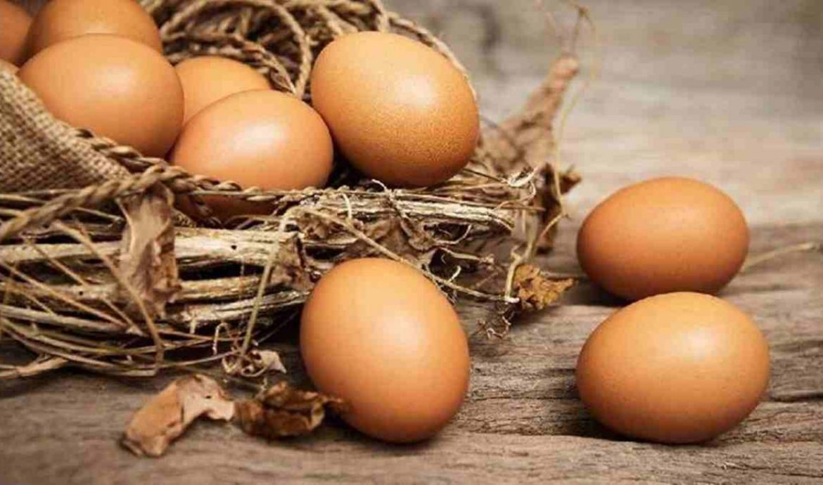 Usaha Ternak Ayam dan Telur