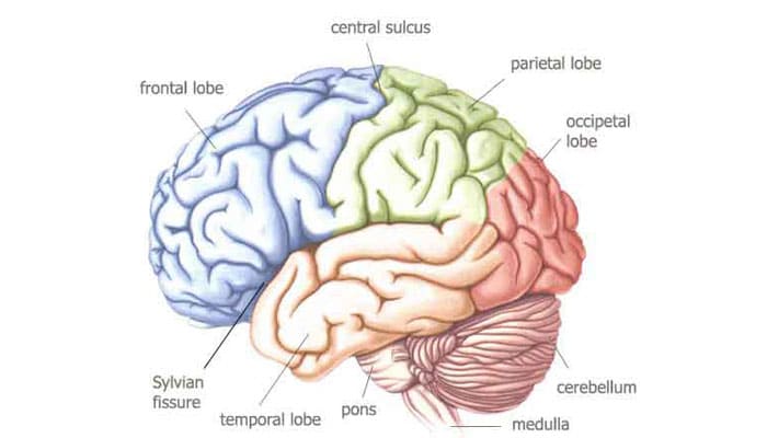 1. Meningkatkan Fungsi Otak