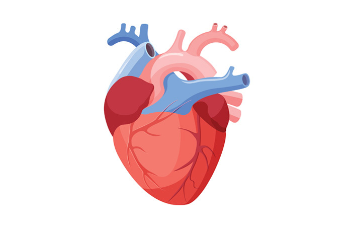 4.   Melindungi Organ Jantung