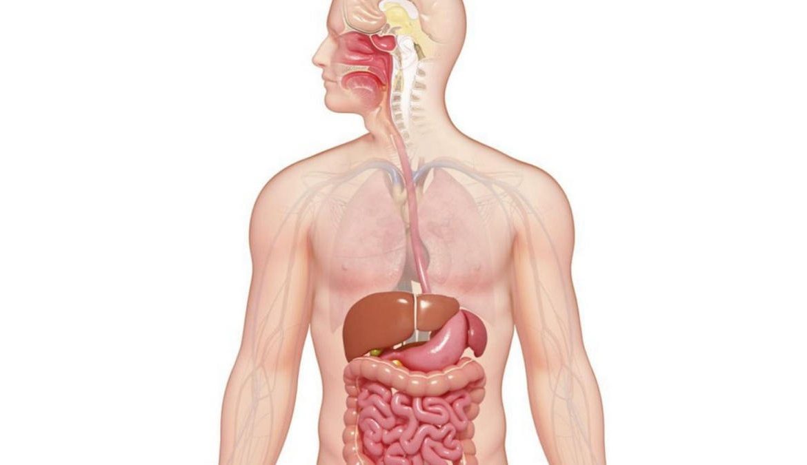 17.   Melancarkan Sistem Pencernaan