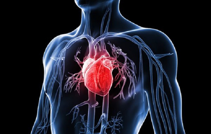 12. Sistem Kardiovaskular