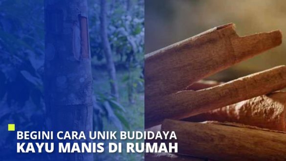 Begini Cara Unik Budidaya Kayu Manis Di Rumah