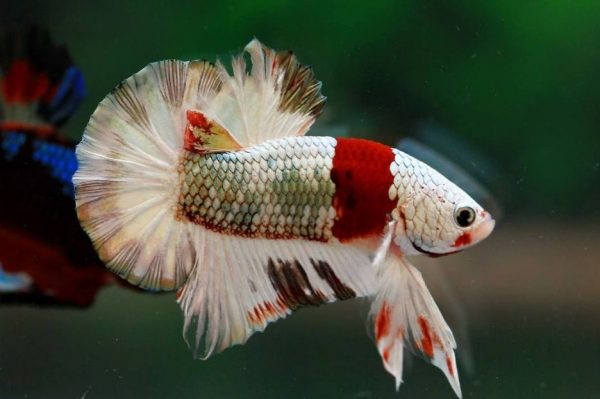 12 Jenis Ikan Cupang Tercantik Yang Bisa Dipelihara Di Rumah