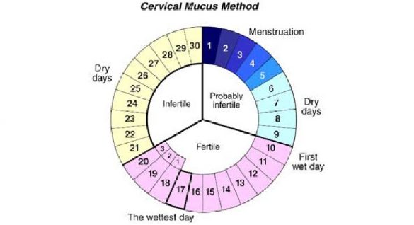 Mudah Banget, Begini Cara Menghitung Masa Subur Perempuan - Super