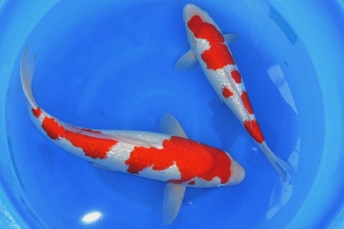 3. Ikan Koi Kohaku