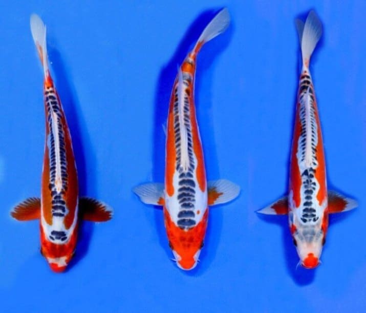4. Ikan Koi Asagi