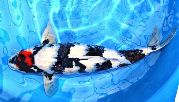 5. Ikan Koi Dainichi Showa