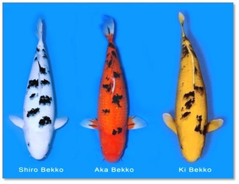 8. Ikan Koi Bekko