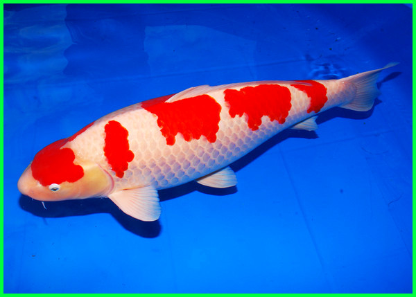 9. Ikan Koi Maruten Kohaku