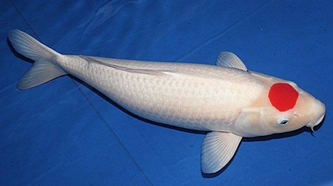 10. Ikan Koi Tancho