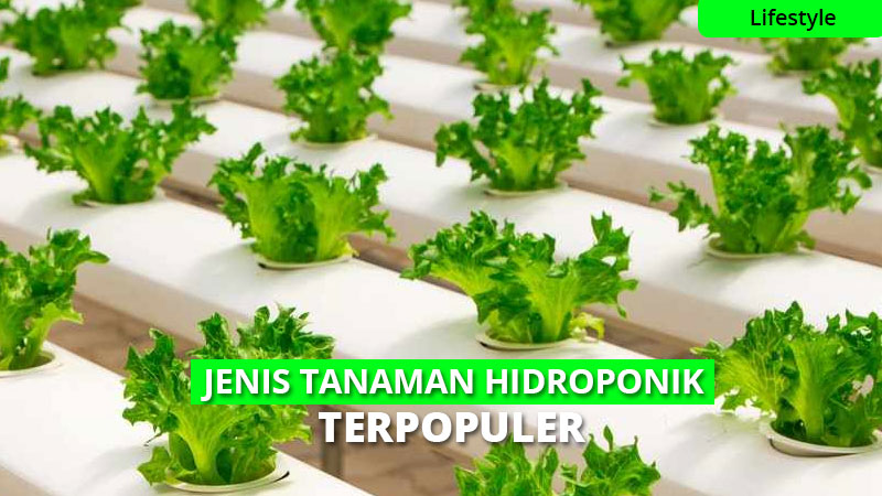 9 Jenis  Tanaman  Hidroponik yang Mudah Ditanam di Rumah Super