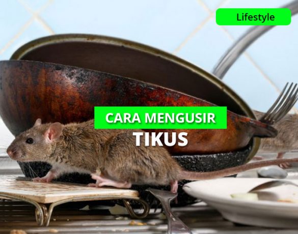 16 Cara Ampuh Mengusir Tikus Di Rumah Pakai Bahan Alami