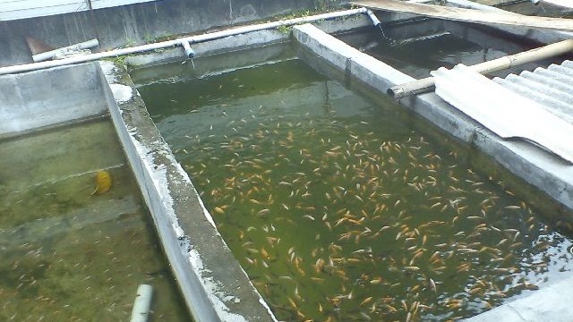 1. Memilih Lokasi Kolam Ikan Nila