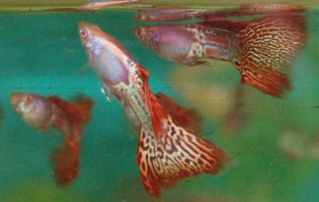 13. Ikan Red Mozaik