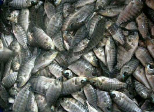 4. Pemilihan dan Penebaran Bibit Ikan Nila