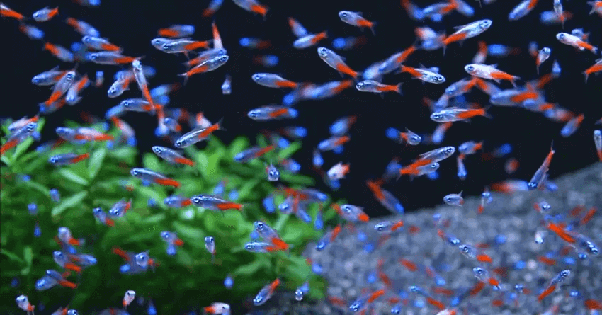 5. Ikan Neon Tetra