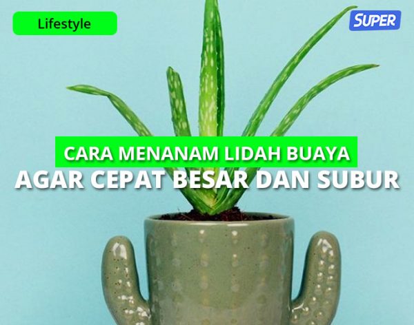 Cara Menanam Lidah Buaya Agar Cepat Besar Dan Subur