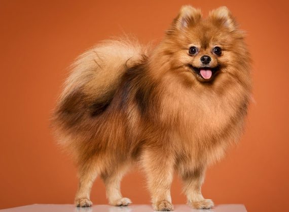 1. jenis anjing Pomeranian