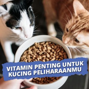 10 Vitamin Kucing Terbaik Untuk Nafsu Makan Hingga Alergi