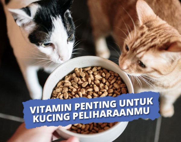 10 Vitamin Kucing Terbaik Untuk Nafsu Makan Hingga Alergi