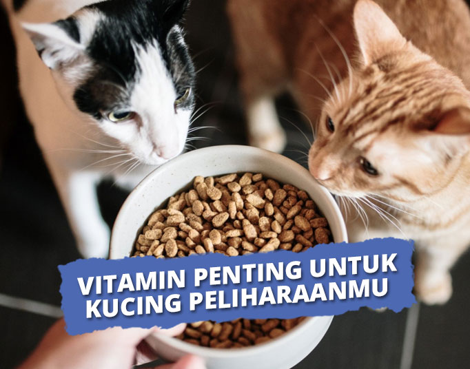vitamin kucing