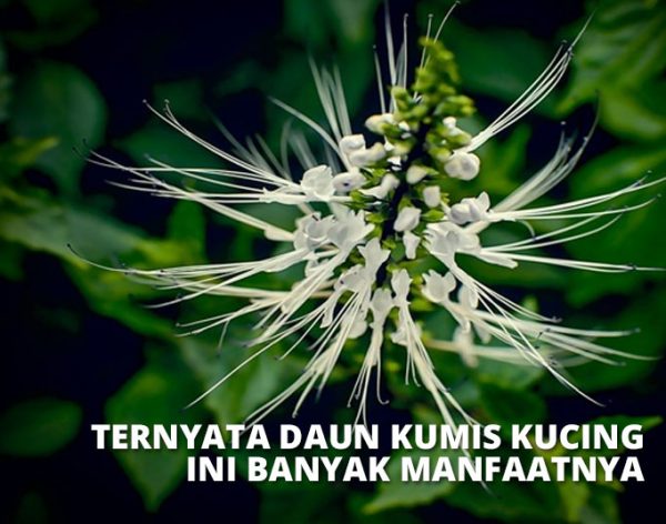 Kumis Kucing: Tanaman Herbal yang Kaya Manfaat