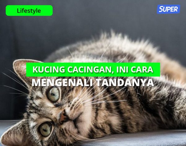 Ini 6 Ciri Ciri Kucing Cacingan, Penyebab & Cara Mengobatinya