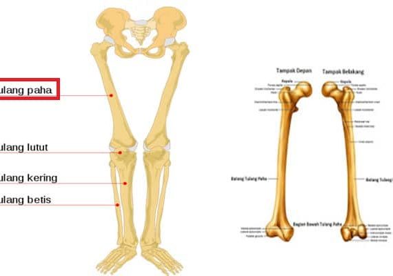 1. fungsi tulang paha