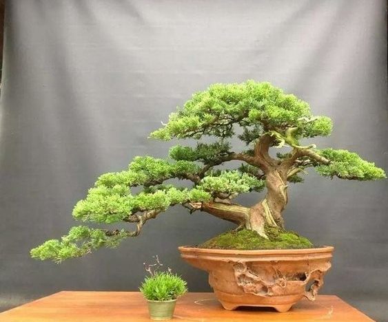 10. bonsai cemara