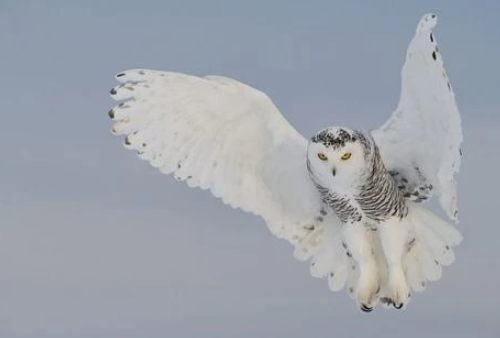 10. snowy owl