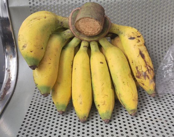 11. jenis pisang raja uli