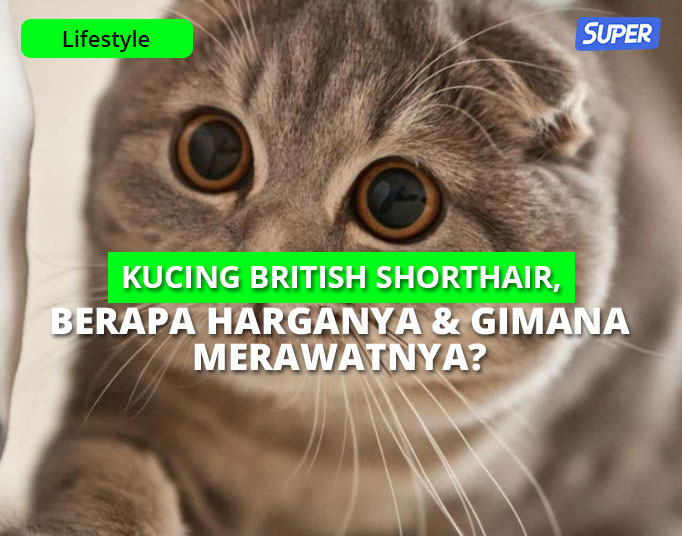 Shorthair 2021 harga kucing british Harga Kucing