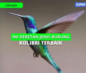burung kolibri
