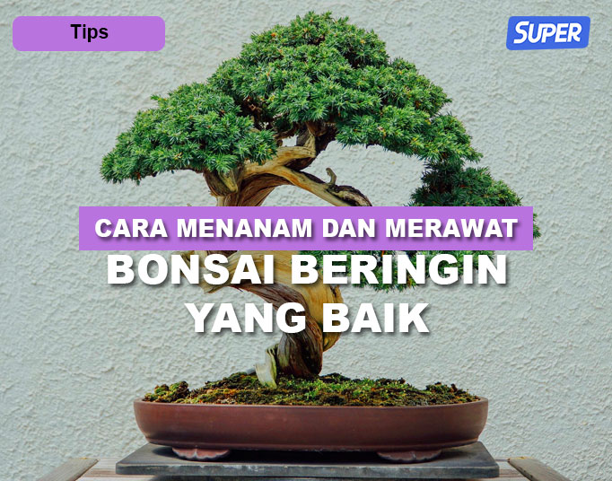 bonsai beringin