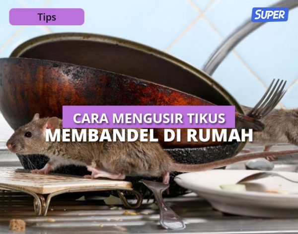 14 Cara Mengusir Tikus Dirumah Tanpa Racun & Bau Busuk