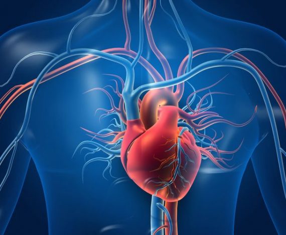 5. menyehatkan organ jantung