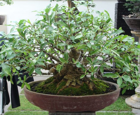 6. bonsai loa