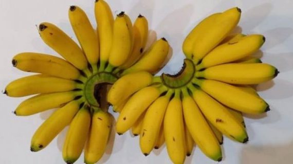 9. Jenis pisang mas kirana