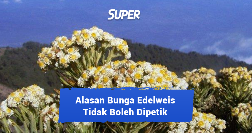 12 Fakta Bunga Abadi Edelweis Yang Ternyata Dilarang Dipetik