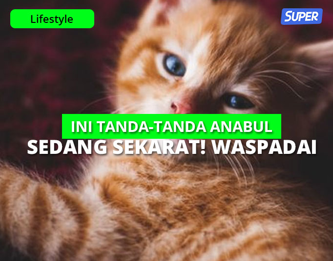 14 Ciri Ciri Kucing Mau Mati u0026 Sekarat, Beri Pertongan Ini