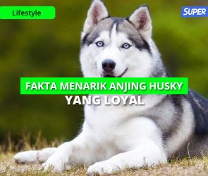 Fakta Menarik Anjing Husky Yang Loyal