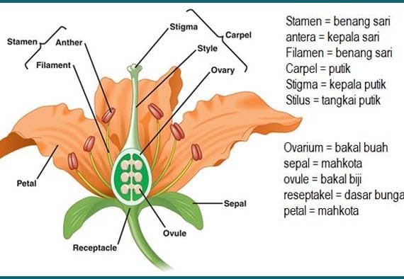 struktur bunga