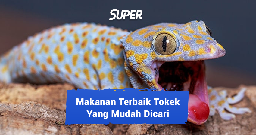 makanan tokok