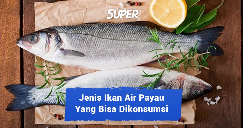 12 Ikan Air Payau Yang Bisa Dikonsumsi Serta Dibudidayakan