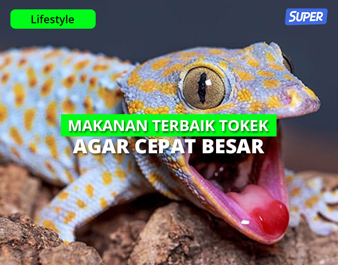 makanan tokek