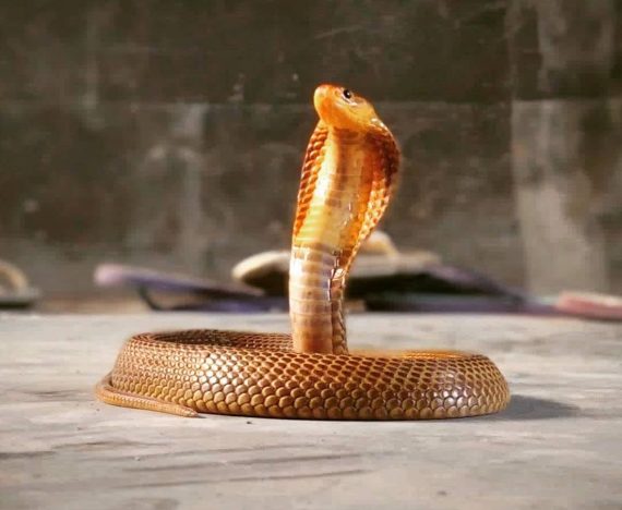 ular sawah