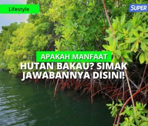 apakah manfaat hutan bakau